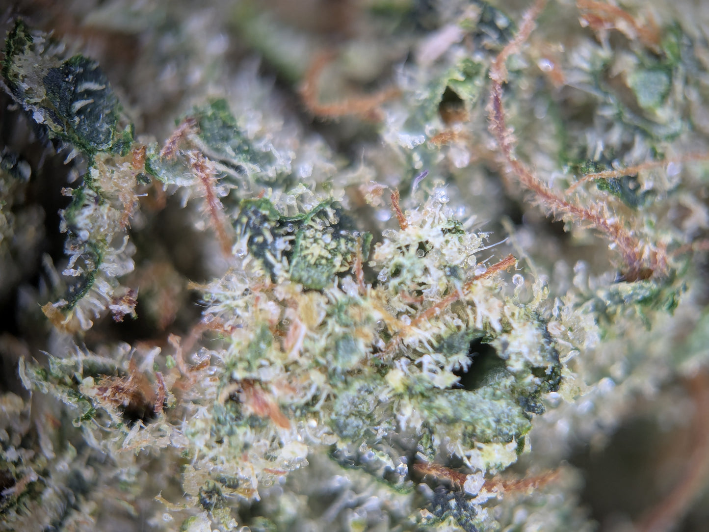 Marathon OG - Type 1 Hemp Flower