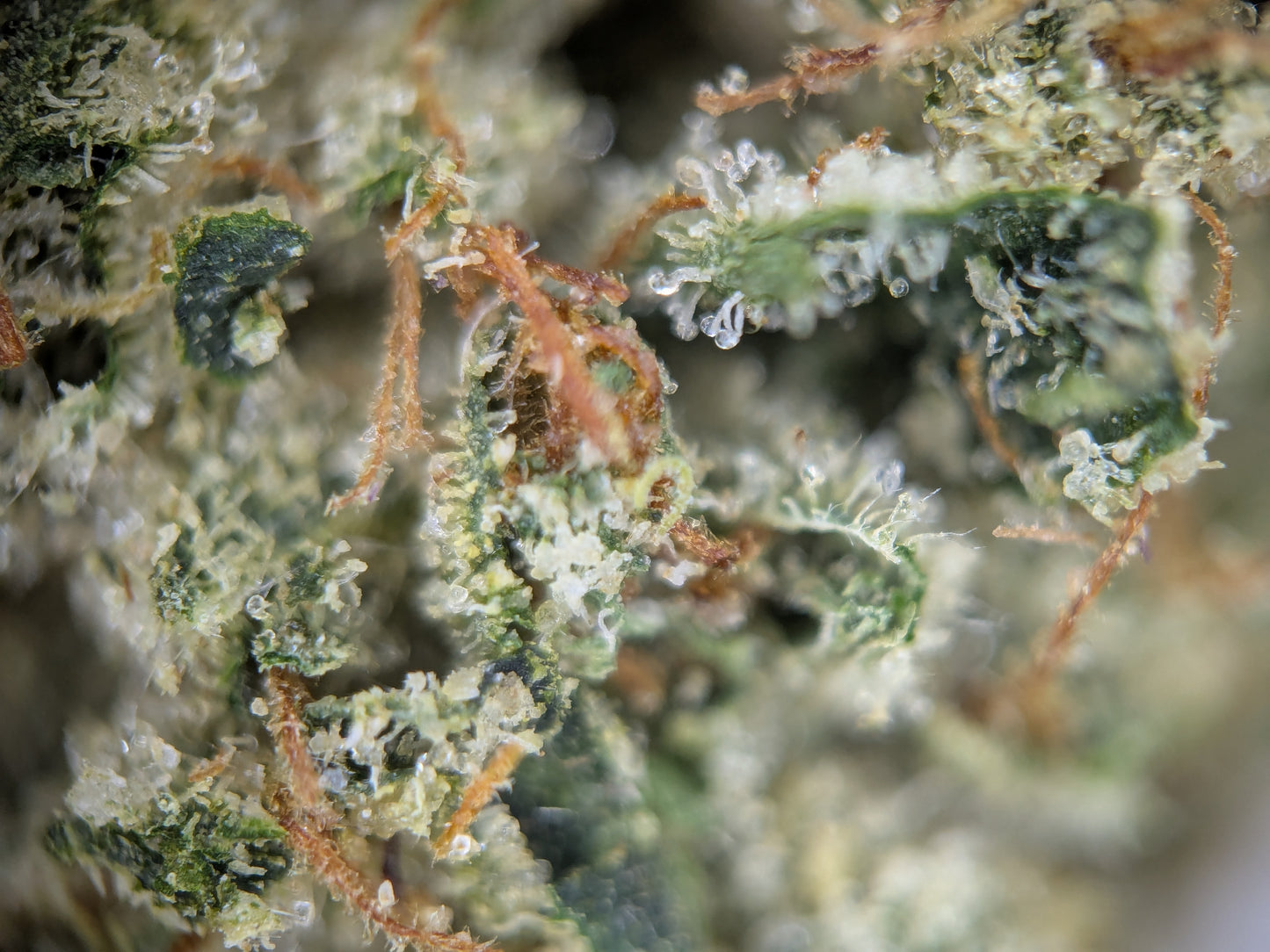 Marathon OG - Type 1 Hemp Flower