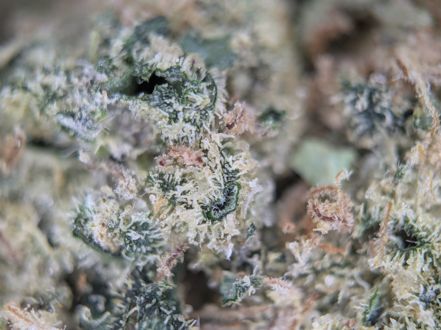 Twisted Terpez - Type 1 Hemp Flower