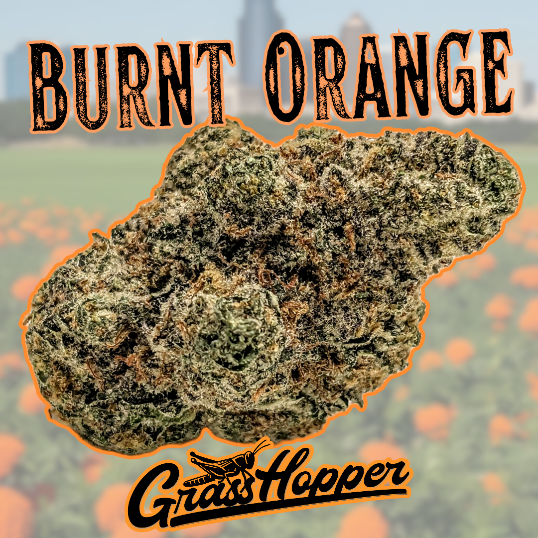 Burnt Orange - Type 1 Hemp Flower