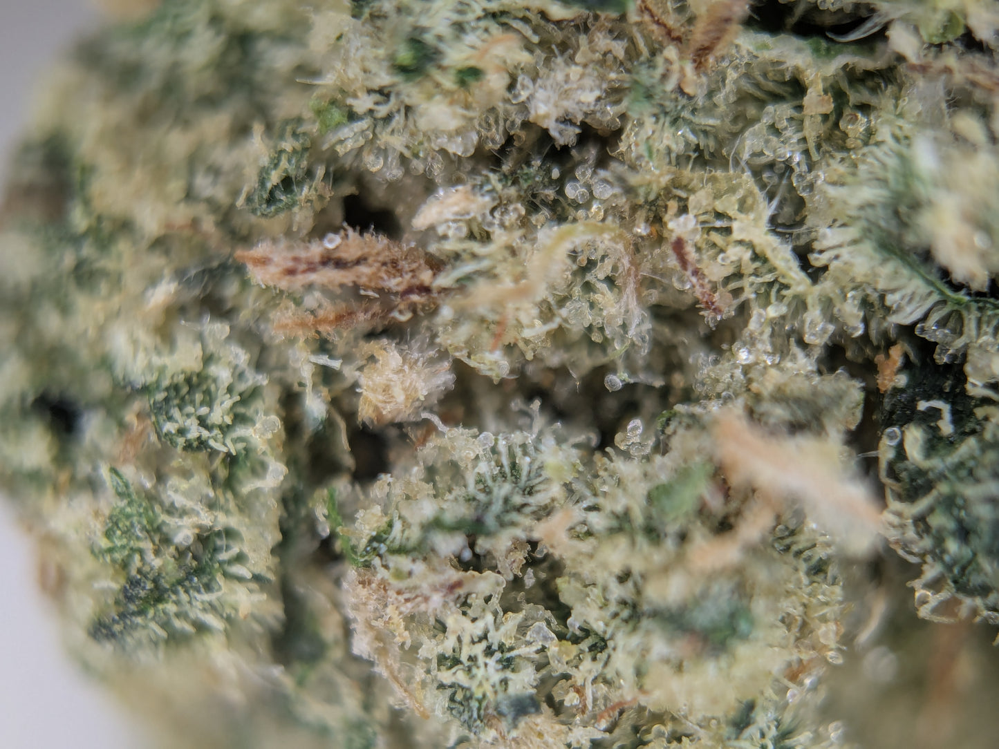 Twisted Terpez - Type 1 Hemp Flower