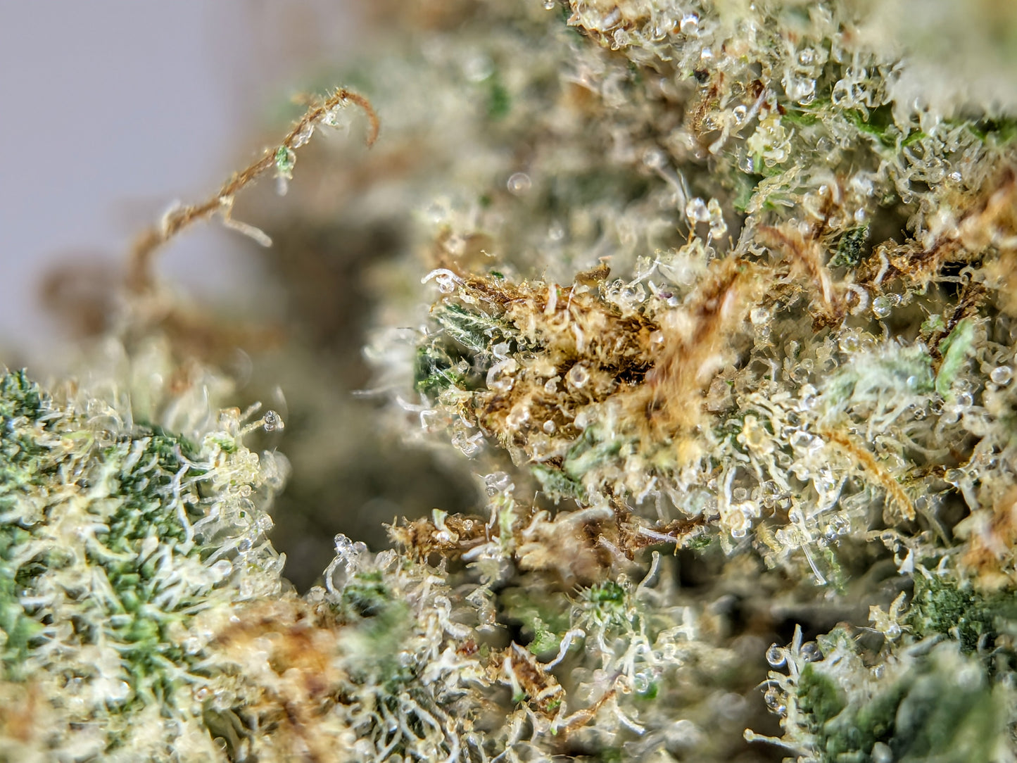 Burnt Orange - Type 1 Hemp Flower