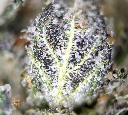 Trichomes - My Favorite Part of the Hemp Plant