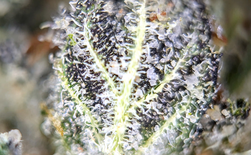 Trichomes - My Favorite Part of the Hemp Plant
