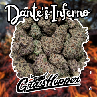 Dante's Inferno - Type 1 Hemp Flower
