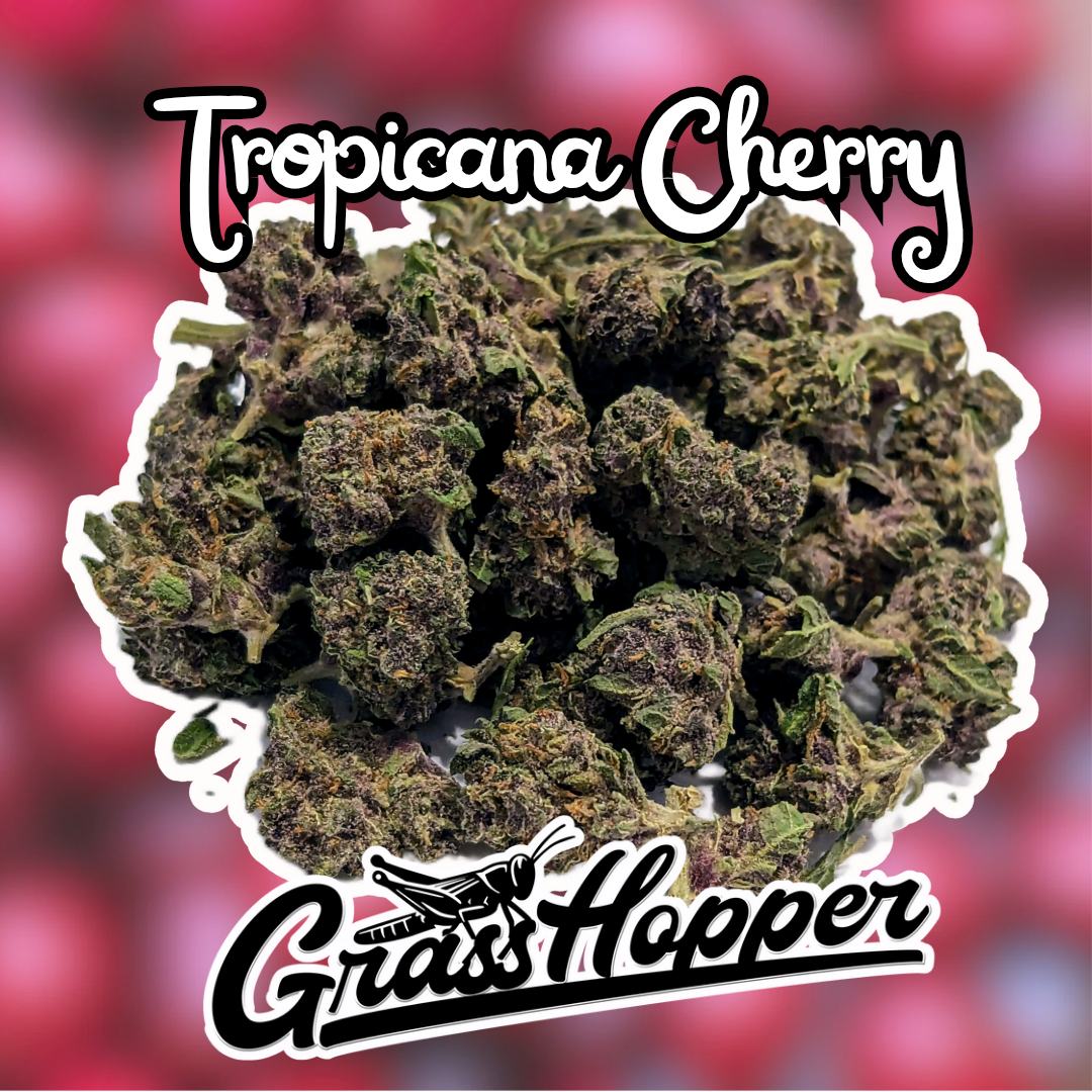 Tropicana Cherry - Type 1 Hemp Flower (smalls)