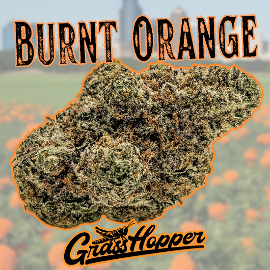 Burnt Orange - Type 1 Hemp Flower