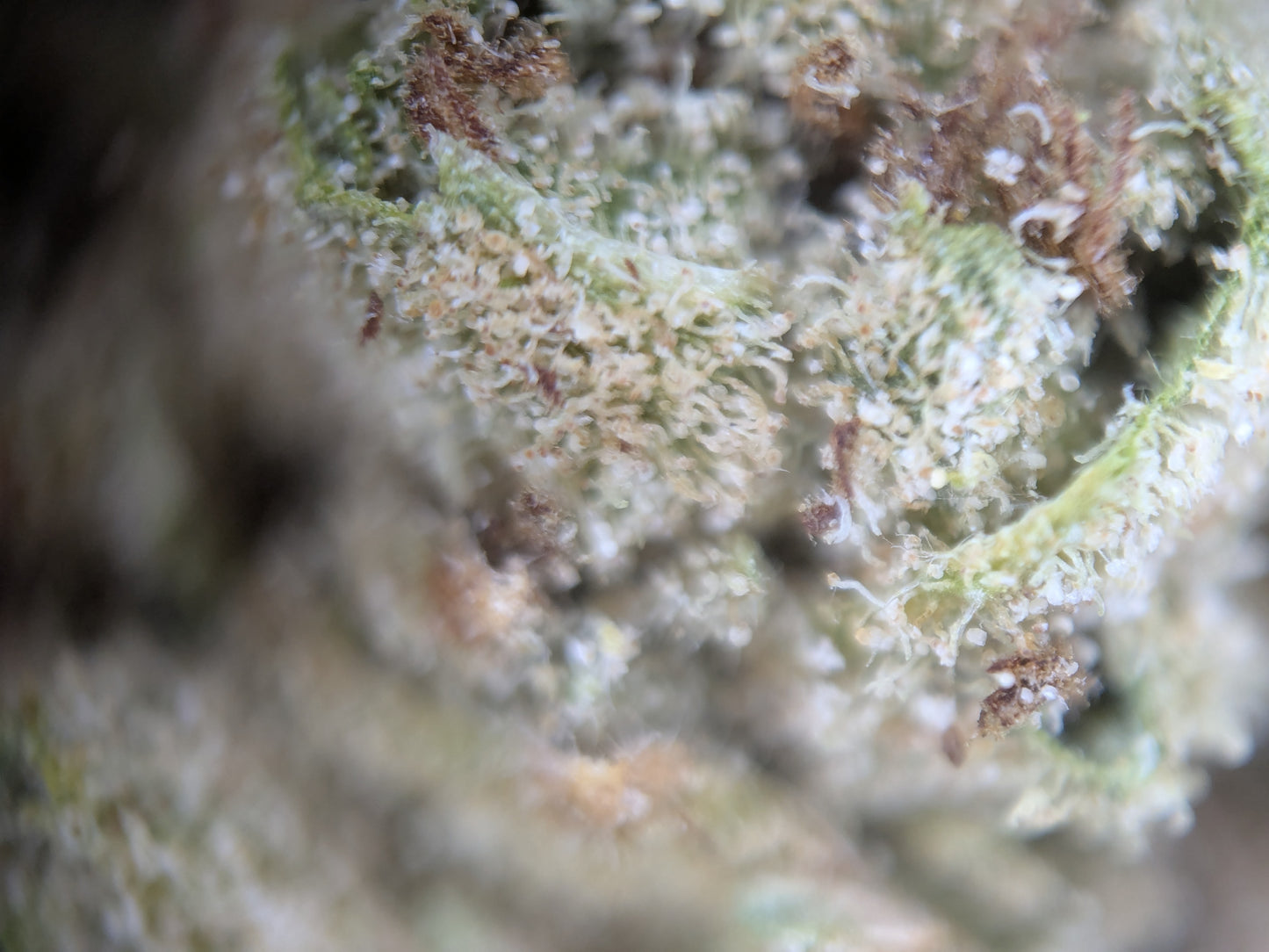 White CBG - Type 4 Hemp Flower
