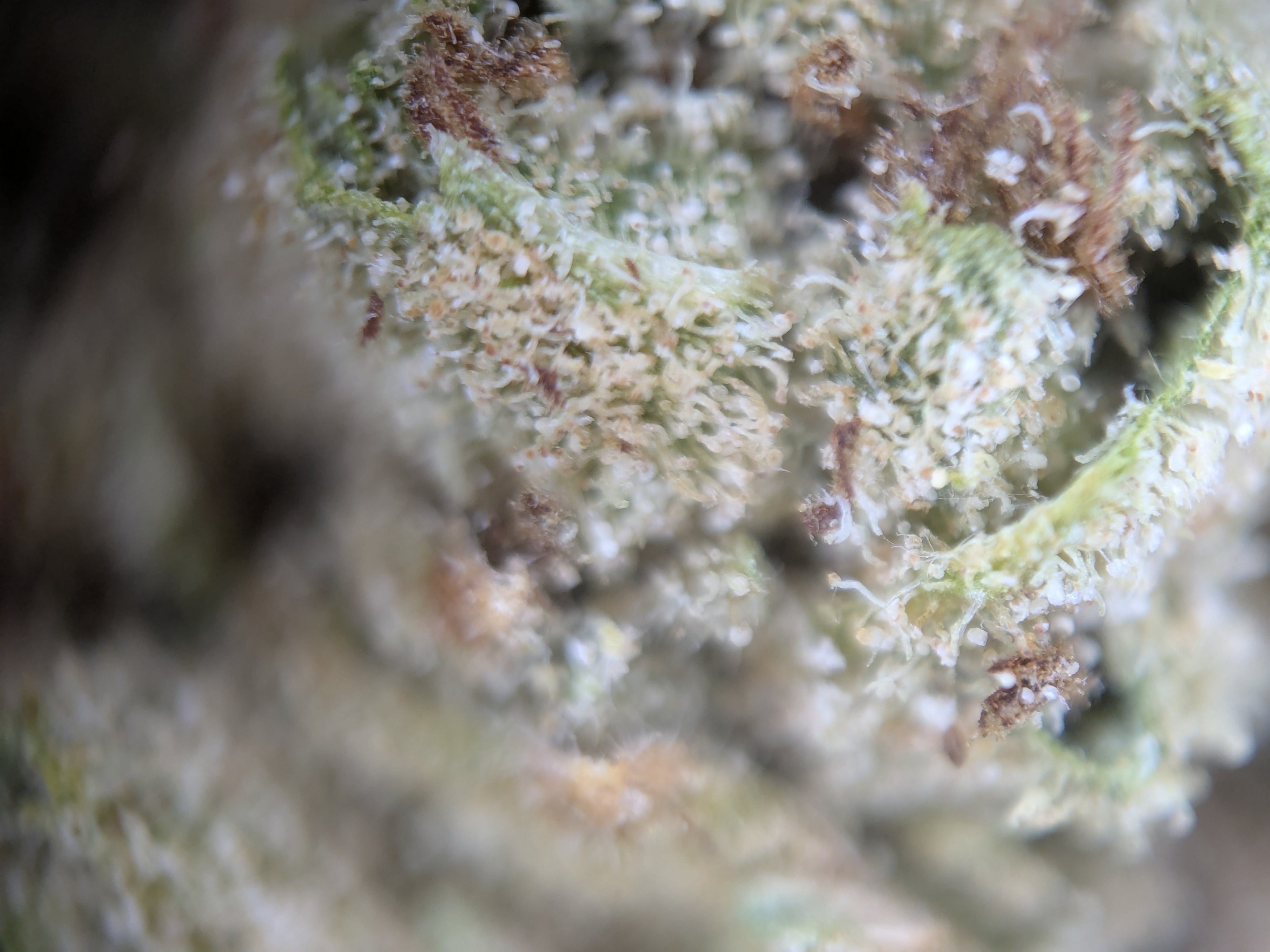 White CBG - Type 4 Hemp Flower