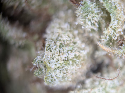 White CBG - Type 4 Hemp Flower