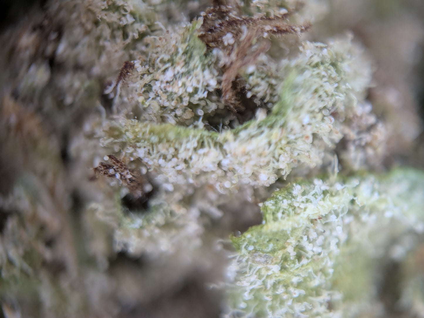 White CBG - Type 4 Hemp Flower