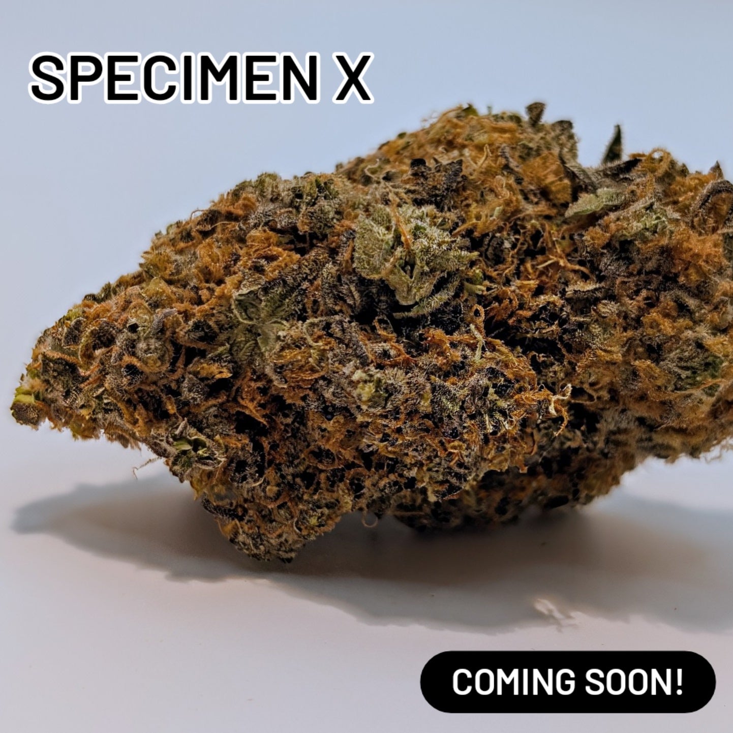 *GRASSHOPPER SPECIAL* - Type 1 Hemp Flower (Top-Shelf) $200